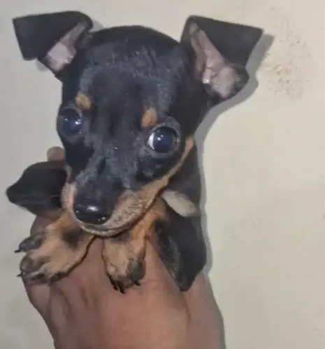 Pinscher pequeno porte 450 numero 01