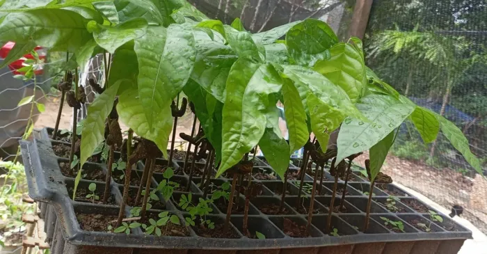 Mudas de CACAU