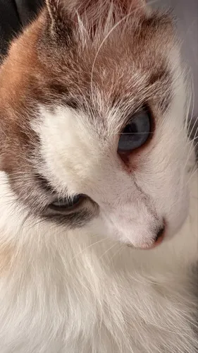 Doa-se gata