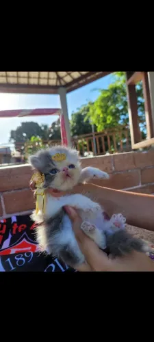 Vendo lindos filhotes de gatos persas