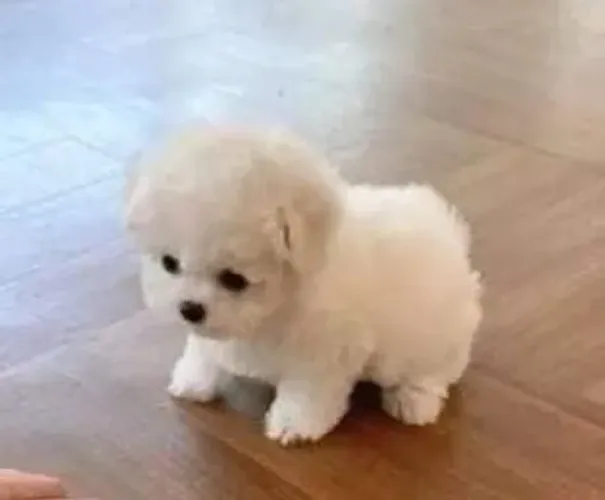 Poodle Mini Filhotes Muito Comportados.
