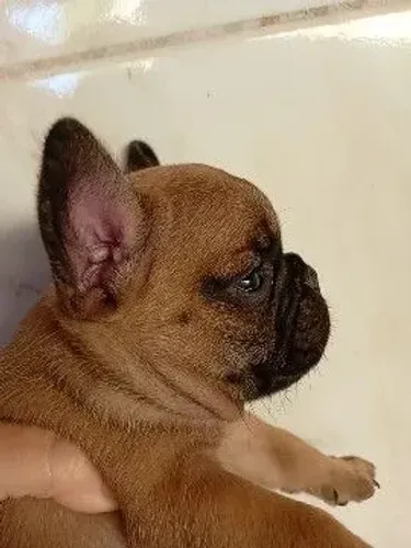 Bulldog francês