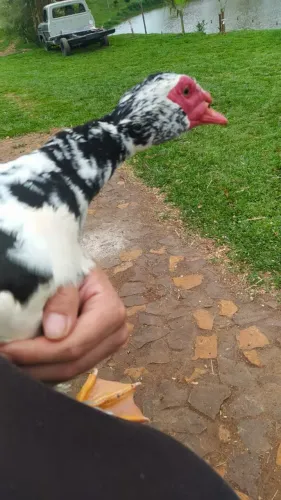 Vendo patos de todos tamanhos macho ou fêmeas