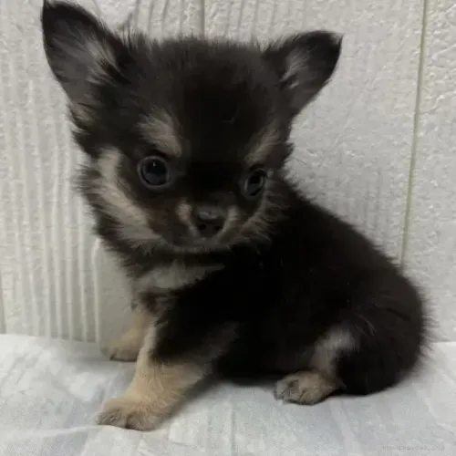 Neném saudável e brincalhão Chihuahua