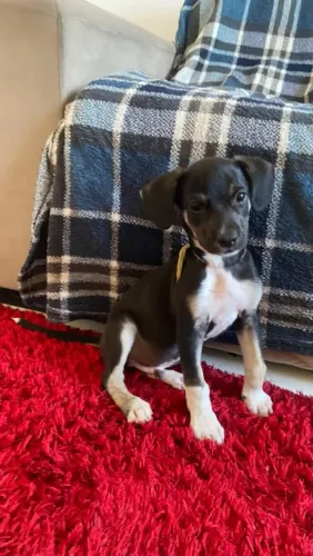 Cachorro filhote