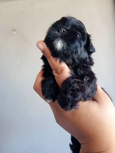 Filhote de shih Tzu macho preto disponível