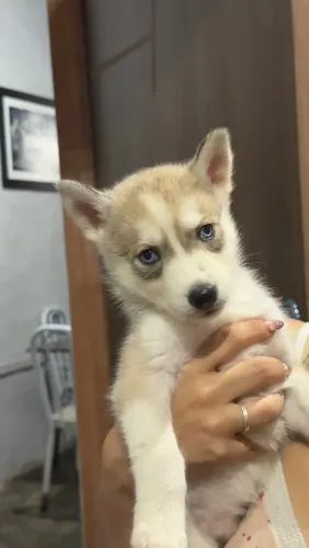 Filhote husky 