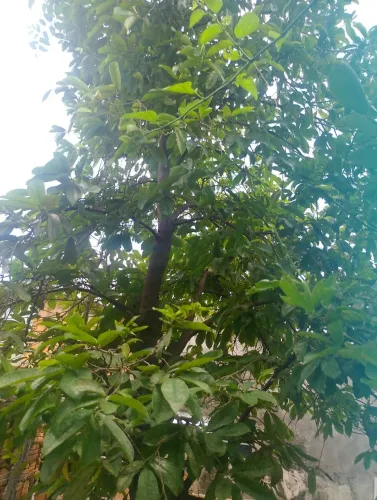 Vende-se folhas de Graviola