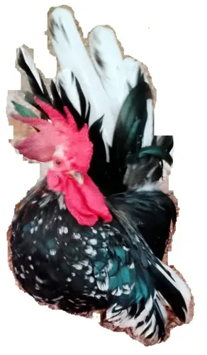 ovos fertil galinha Nagasaki