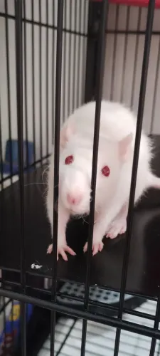 Rata Twister