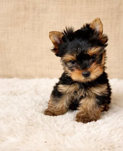Yorkshire Terrier Macho!! Reserve já o seu.