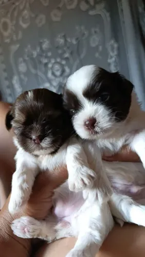 Filhote De Shih Tzu Fêmea Com Pedigree