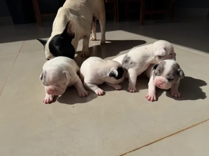 Vendo Filhotes Bulldog Francês Blue Marli 