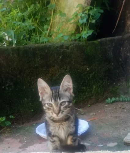 Doa -se gatinhos 7 meses