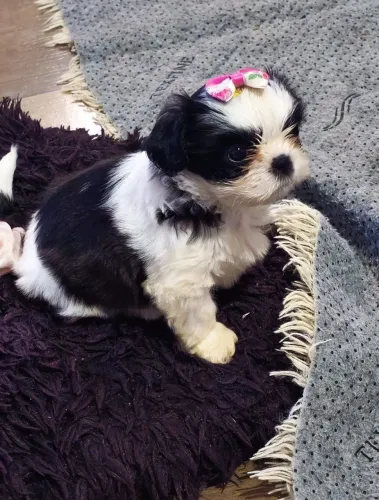 Shih Tzu A estrela da seleção da sua casa