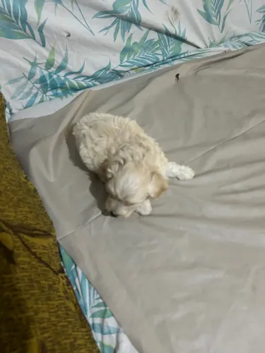 Cachorro