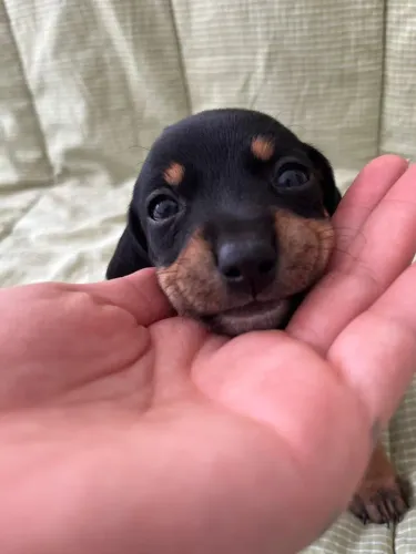 filhotes de dachshund salsicha