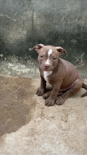 Pitt monster macho