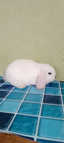 Mini loop 