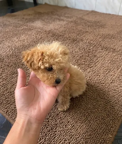 Poodle macho filhote