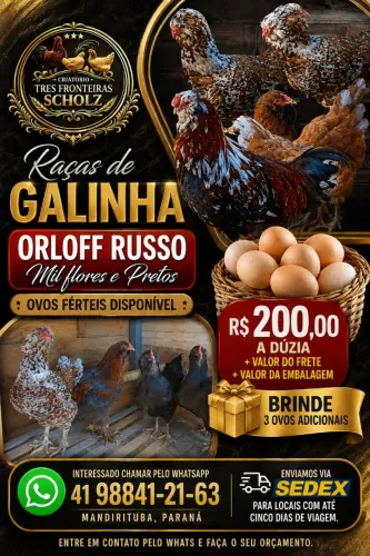 Ovos fértil de Orloff Russo