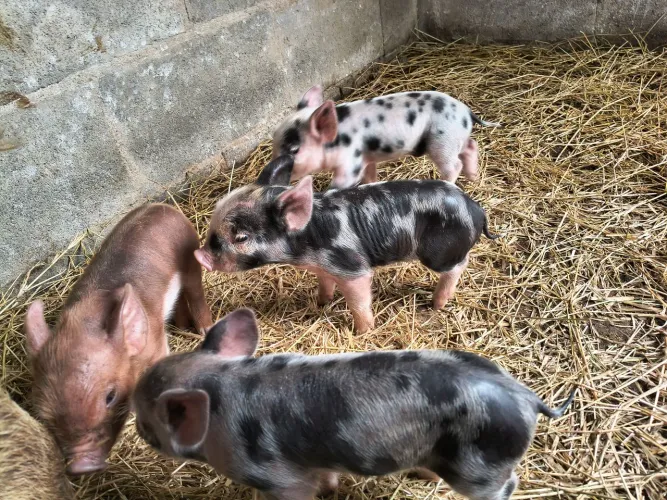 Mini porco / mini pig