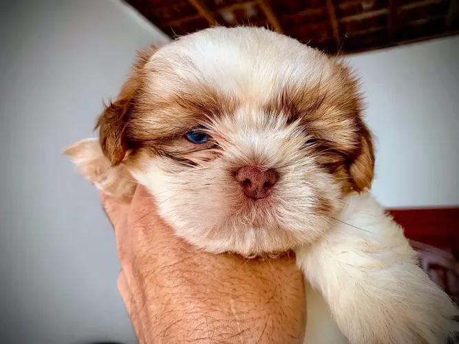 Shih Tzu Macho