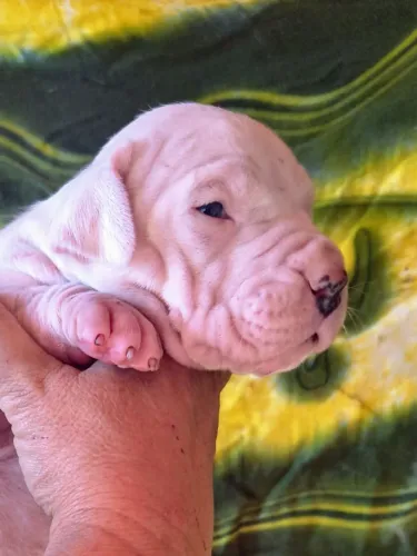 Dogo Argentino filhotes