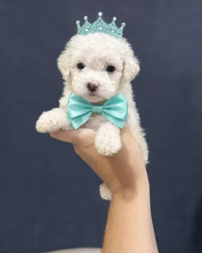 Poodle toy lindíssimos