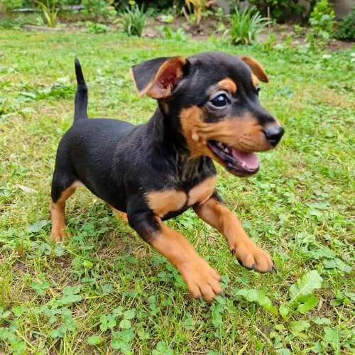 Pinscher com basset