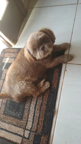 Shitzu fêmea 4 anos