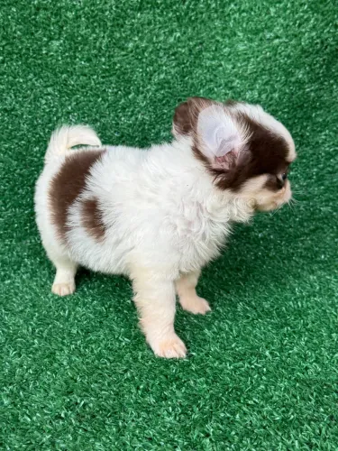 Chihuahua pelo longo e curto e curto