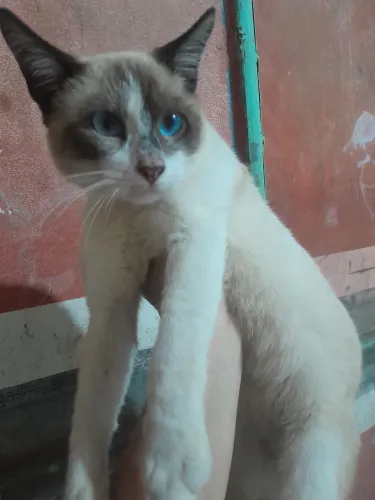 Gatos para adoção 