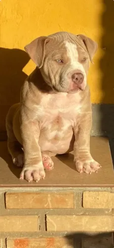 American bully 