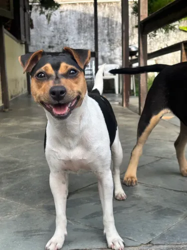 Filhote fox paulistinha- terrier brasileiro