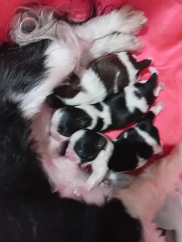 Shitzu Micro Macho ( para reserva)