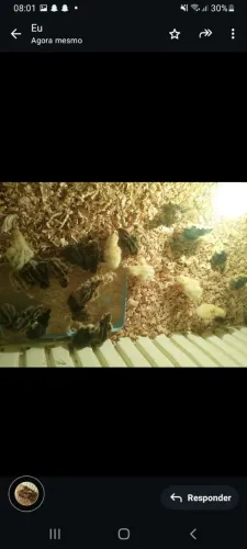 Filhote codorna