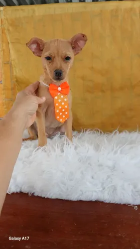 Pinscher macho 