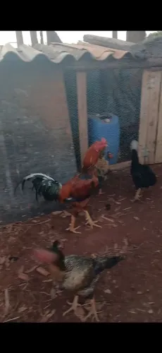 Galo indio