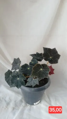 Vende-se PLANTAS