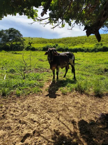 Vende-se 10 bovinos nelorados