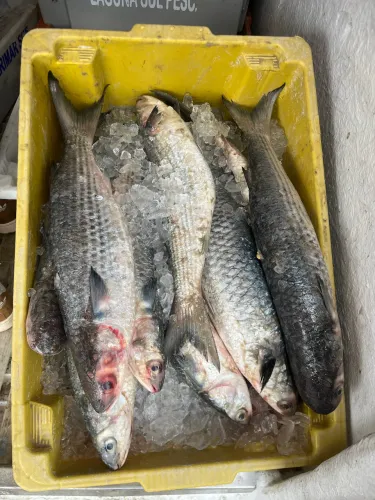 Vendo caixa de tainha 