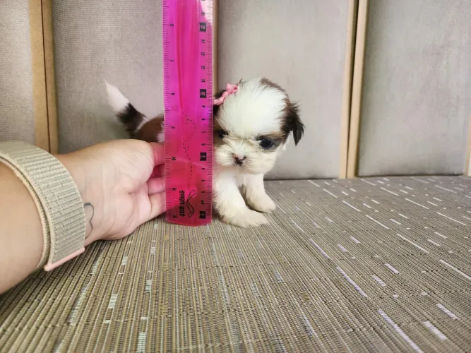 Shih tzu