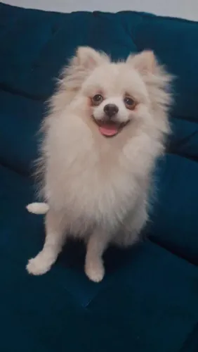 Cachoro 1 ano super saudavel foi pai de 4 filhotes