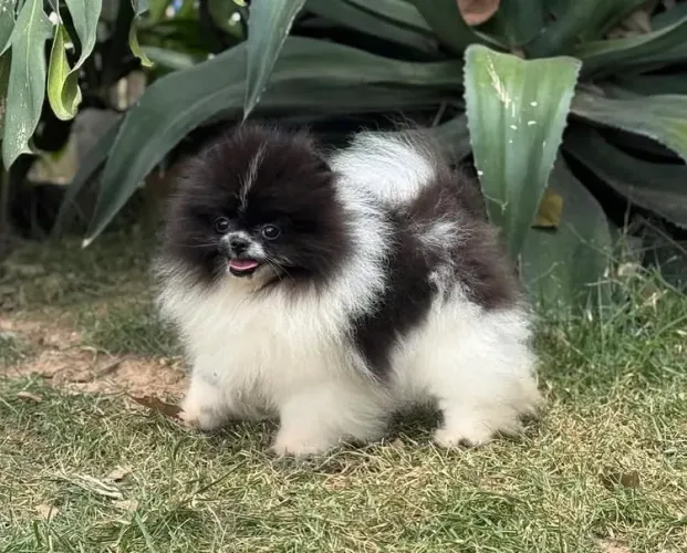 Spitz alemão anao