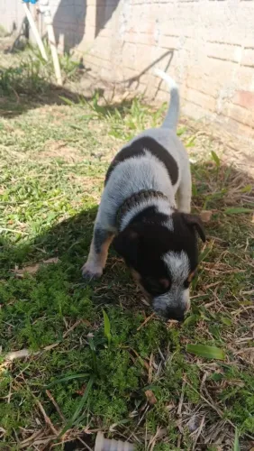 Vendo Blue Heeler 