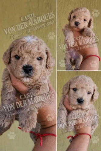 Filhotes de poodle toy fêmea e machos