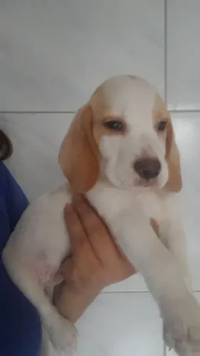 Beagle macho filhote