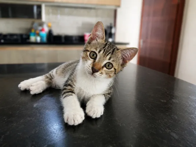 Gatinho para doação.