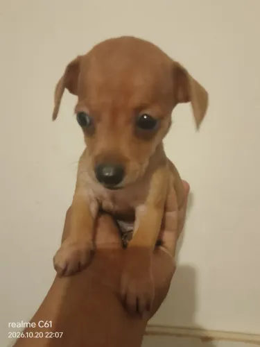 Pinscher 1 